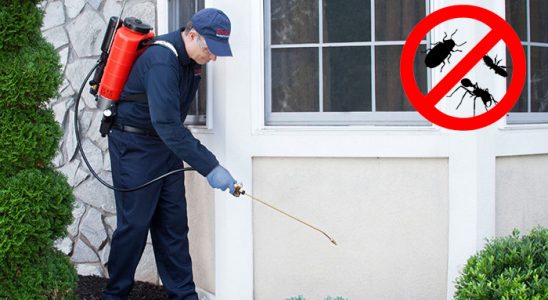 Kağıthane Bit İlaçlama böcek ilaçlama ve haşere kontrolü — ilaclama-tr.com